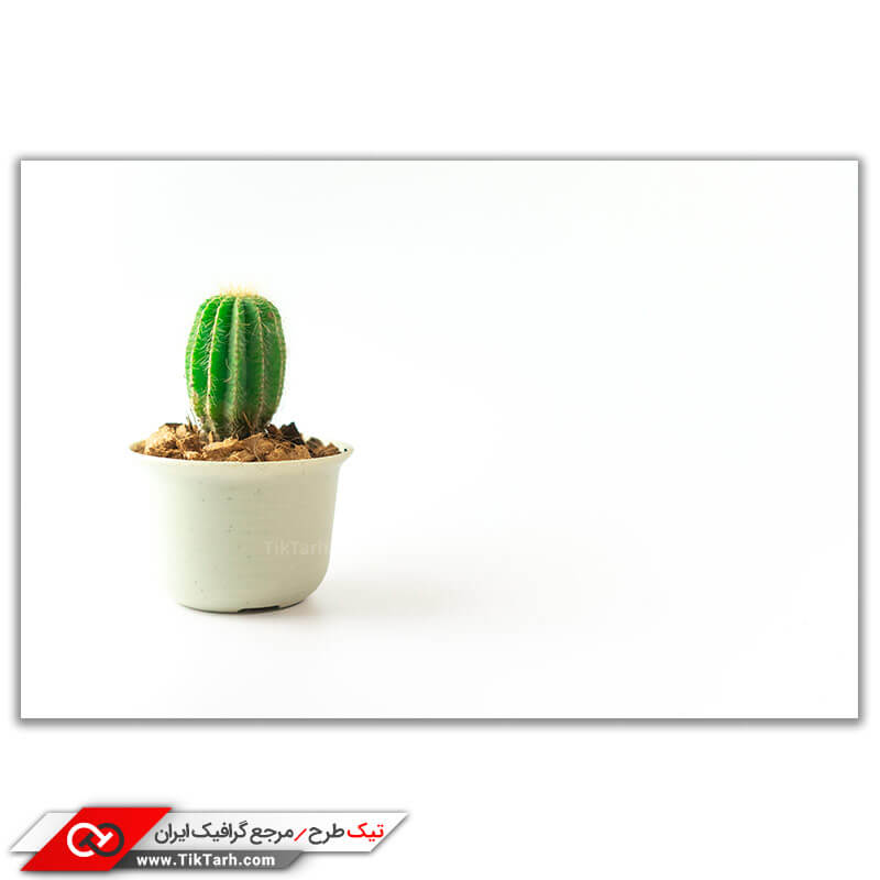 تصویر باکیفیت گلدان کاکتوس تیغ دار