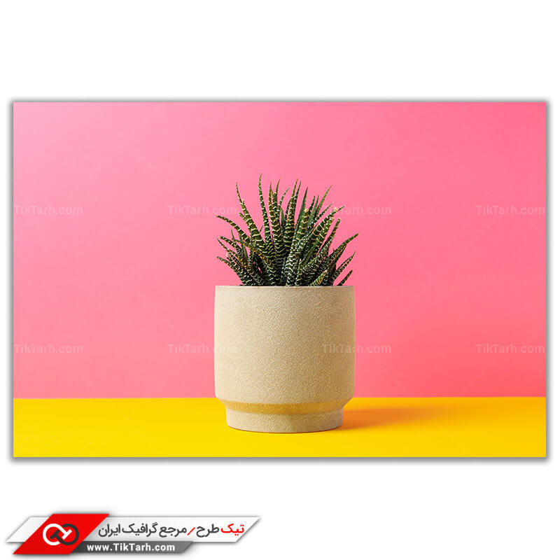 دانلود تصویر باکیفیت از  گلدان کاکتوس