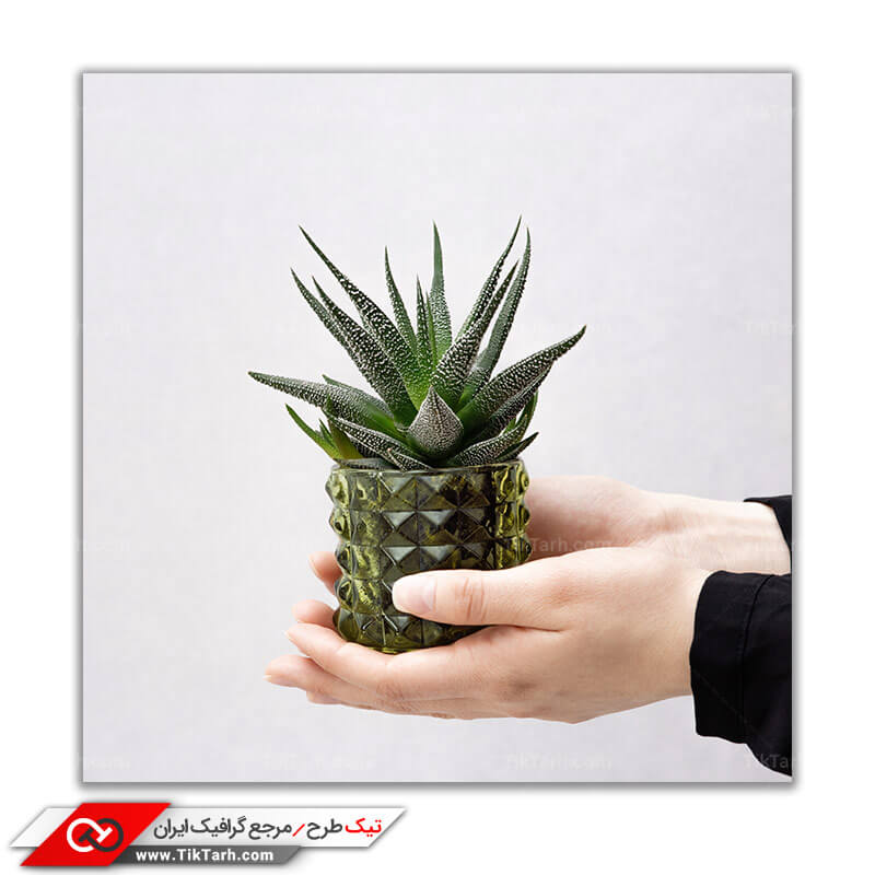 تصویر باکیفیت گلدان گیاه کاکتوس