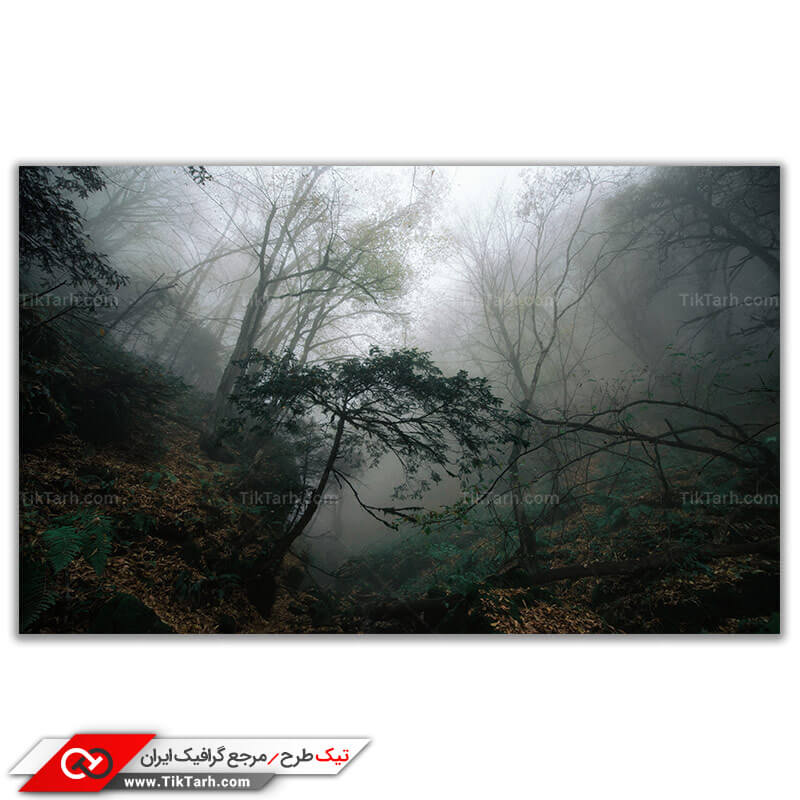تصویر باکیفیت جنگل مه گرفته