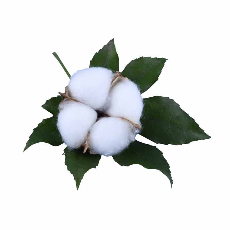 دانلود طرح باکیفیت گل پنبه