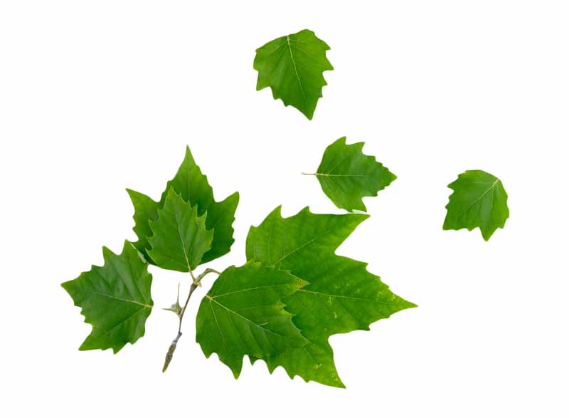 طرح برگ های سبز