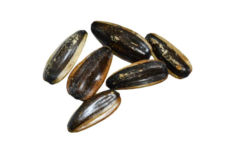طرح گرافیکی باکیفیت تخمه