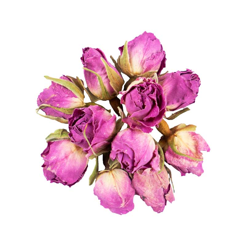 طرح با کیفیت گل محمدی خشک