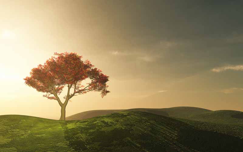 تصویر باکیفیت درخت بهاری روی تپه سبز