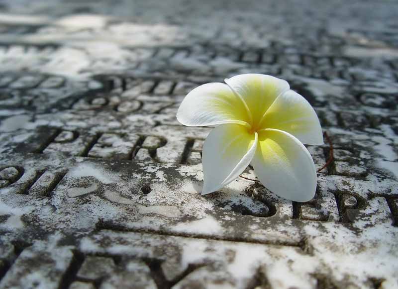 دانلود عکس گل سفید روی سنگ نوشته