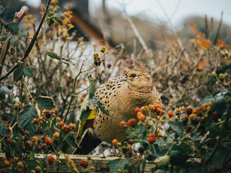دانلود تصویر سیاه خروس قرقاول