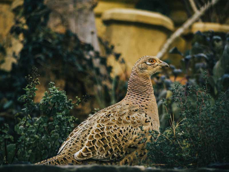 دانلود تصویر قرقاول زیبا