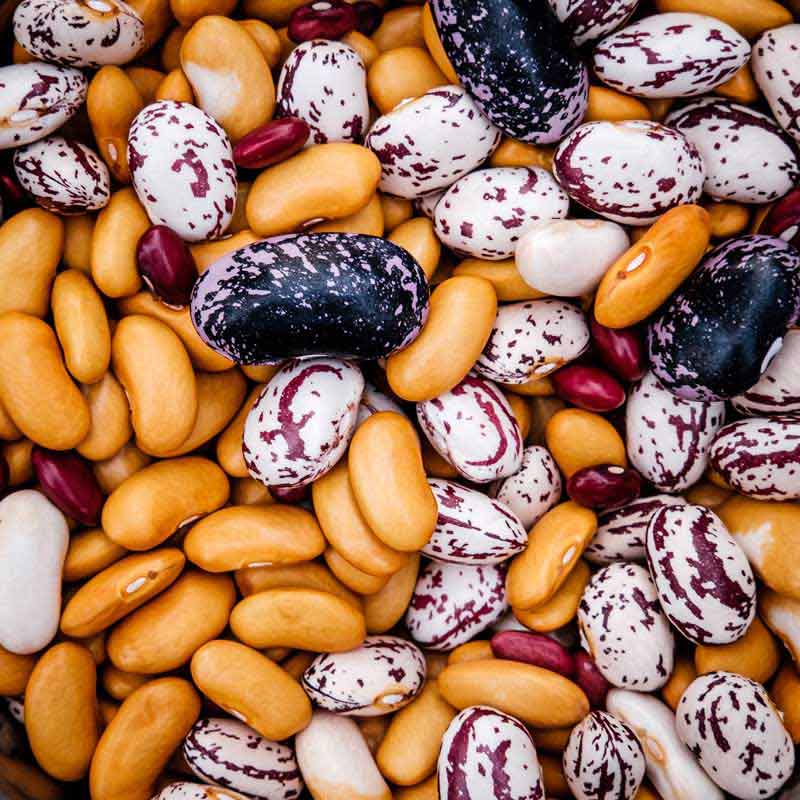 دانلود عکس گرافیکی انواع لوبیا چیتی