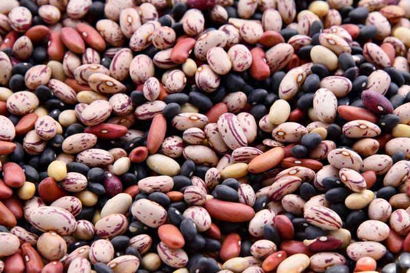 دانلود عکس گرافیکی انواع لوبیا