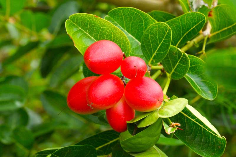 عکس زیبا از میوه