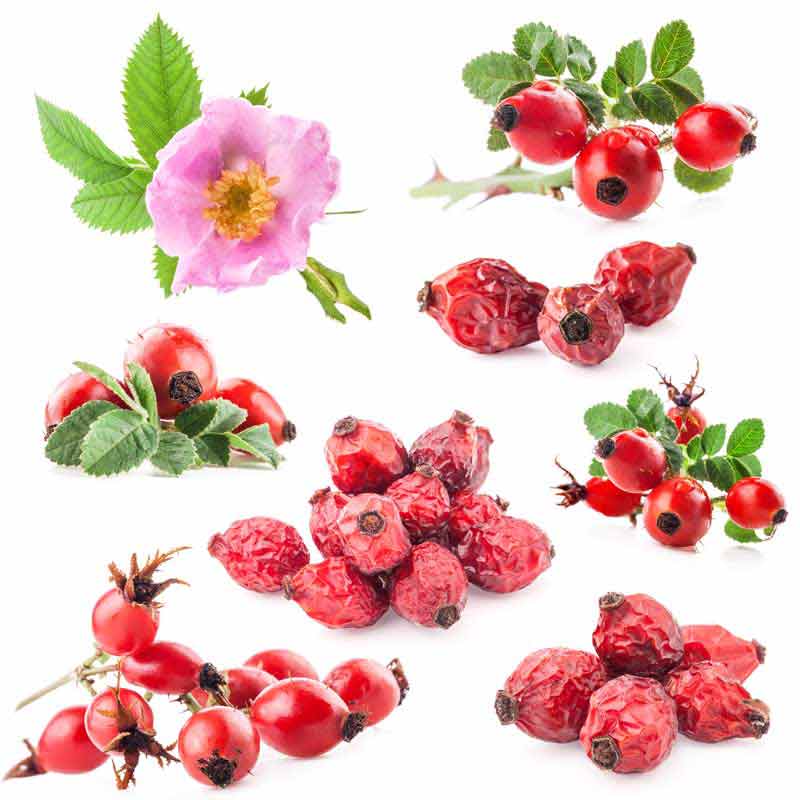 دانلود عکس زیبا از میوه گل رز