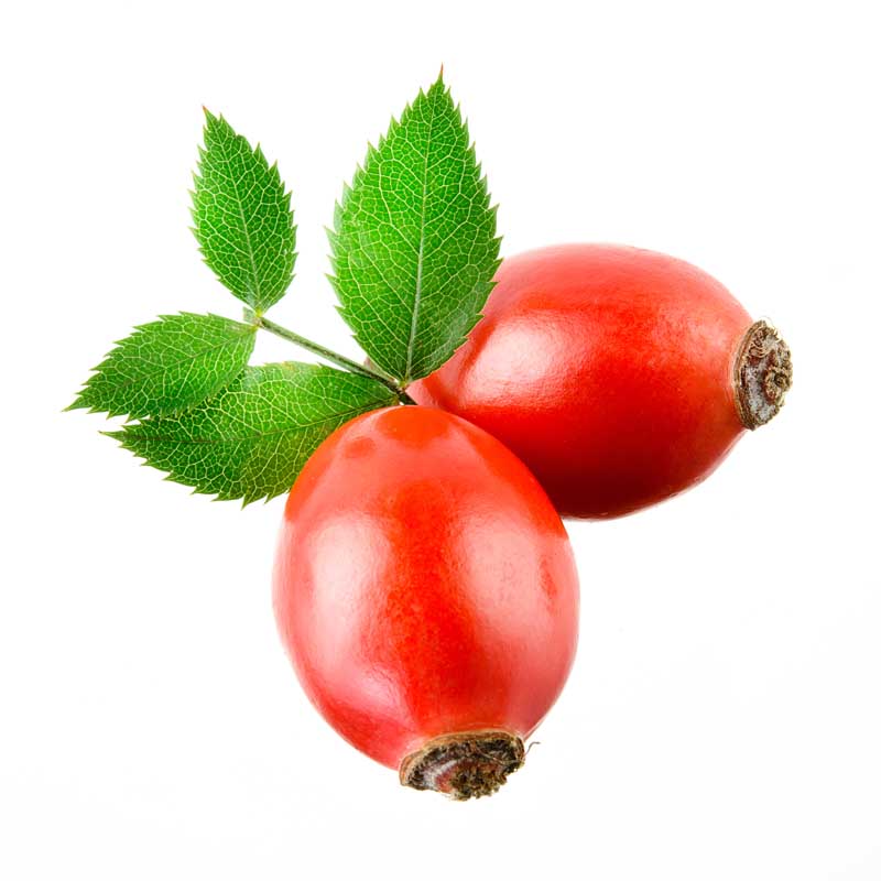عکس زیبا از میوه گل رز
