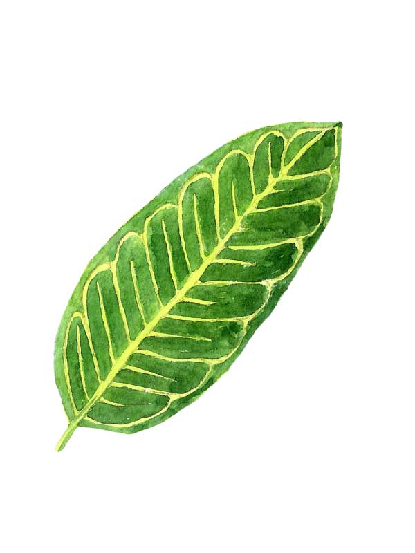 طرح کلیپ آرت برگ سبز خط دار