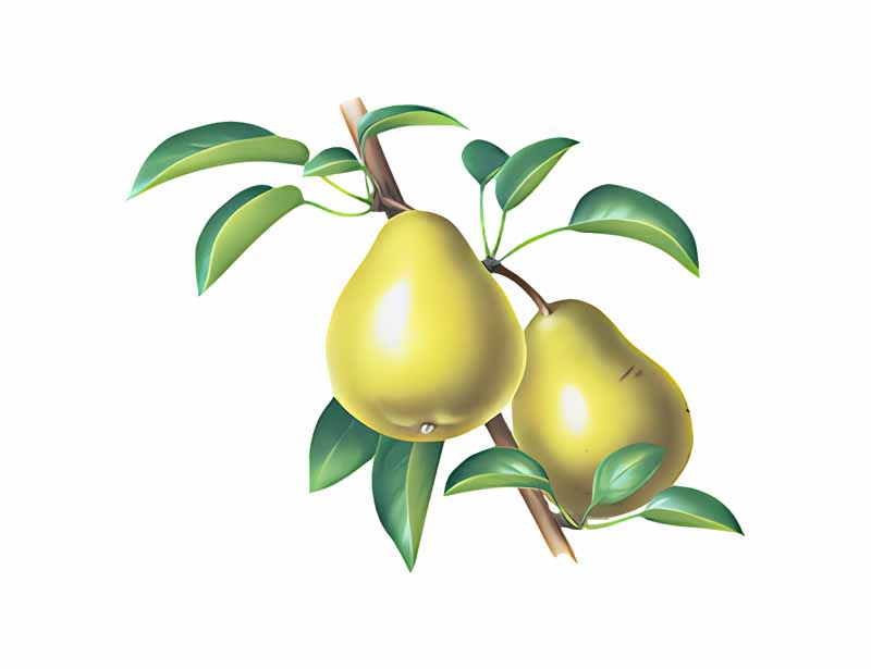 دانلود طرح گلابی در شاخه
