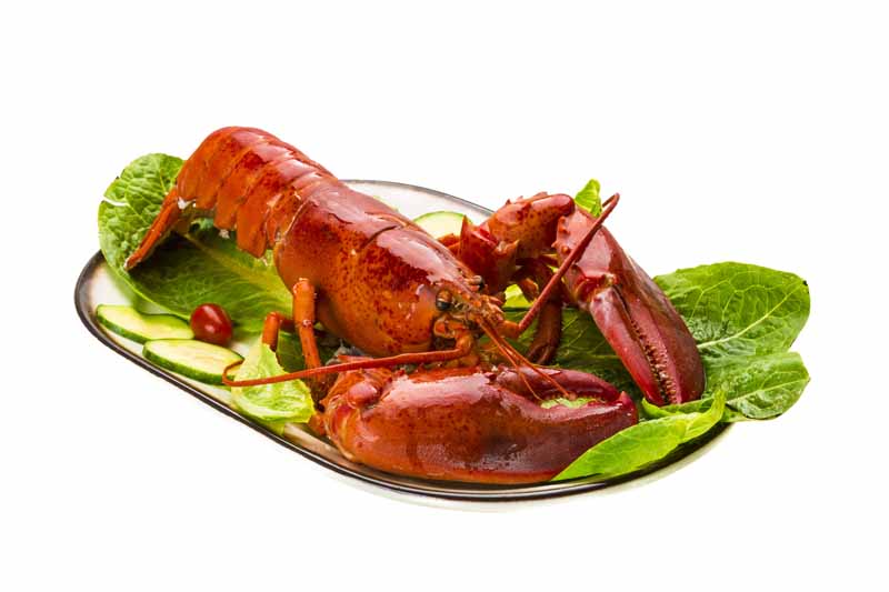 عکس لارج فرمت از شاه میگو در دیس