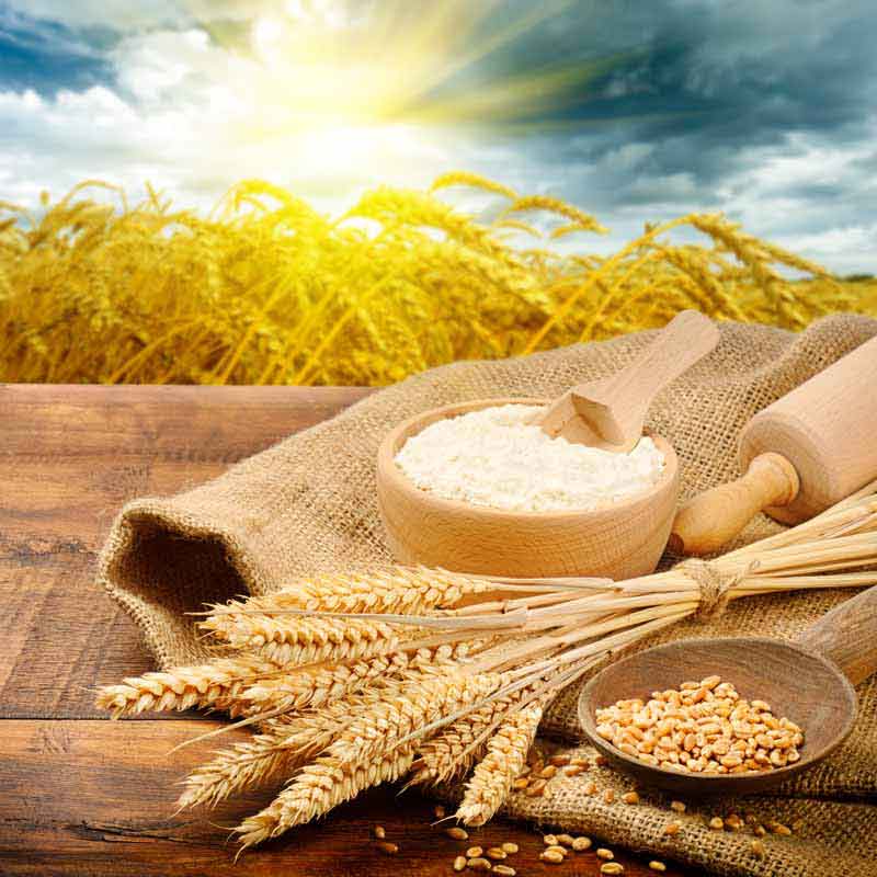 دانلود تصویر با کیفیت از برنج و گندم