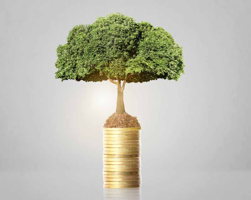 عکس با کیفیت از درخت روی سکه ها