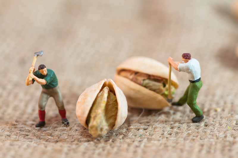 عکس با کیفیت از پسته ها
