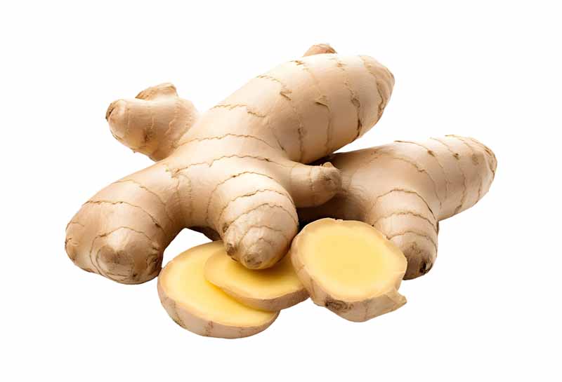 دانلود طرح زنجبیل تازه