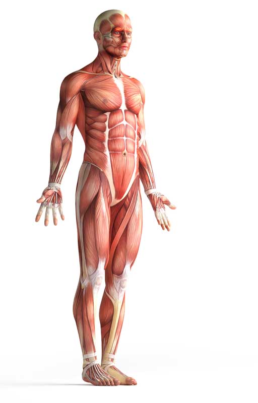 عکس با کیفیت از ماهیچه ها در حالت ایستاده