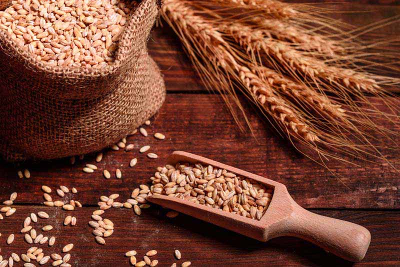 عکس با کیفیت از گندم