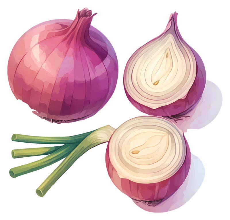 دانلود طرح پیاز